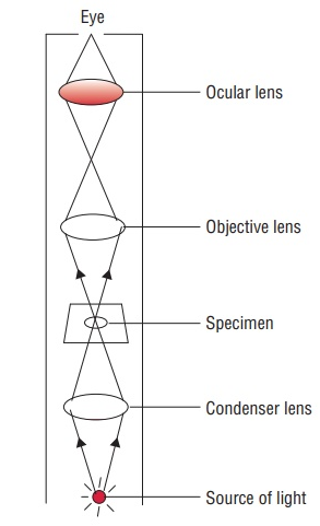brightfield microscopy