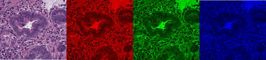 RGB brightfield image