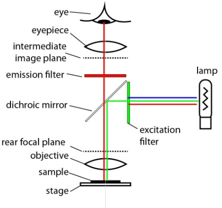 fluorescence microscopy