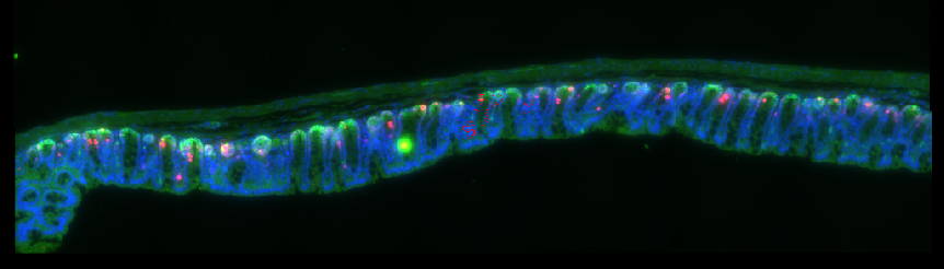 the image for the exercise