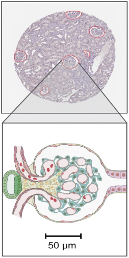 Glomerulus visualization